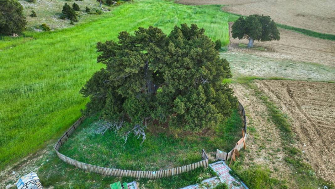 Konya'da asırlara kafa tutuyor: Dünyanın en yaşlı ikincisi 3